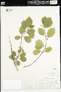 Frangula alnus image