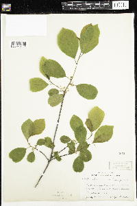 Frangula alnus image