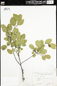 Frangula alnus image