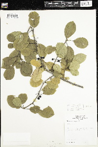 Frangula alnus image