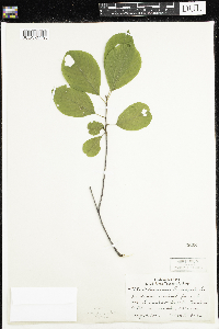 Frangula alnus image