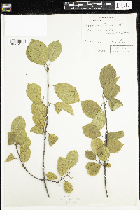 Frangula alnus image