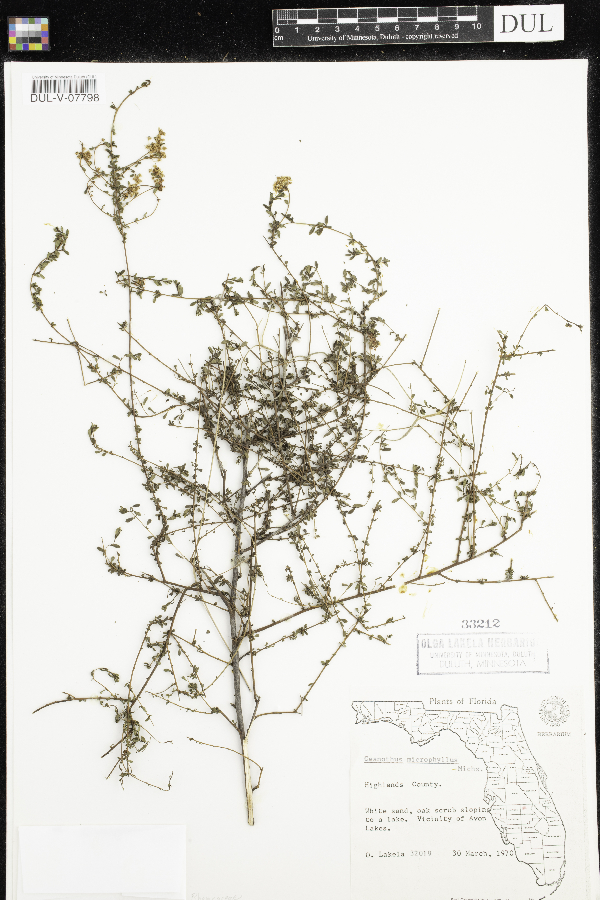Ceanothus microphyllus image