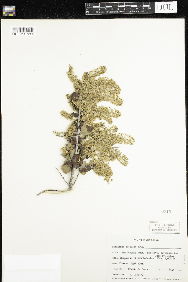 Ceanothus spinosus image