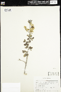 Ceanothus spinosus image
