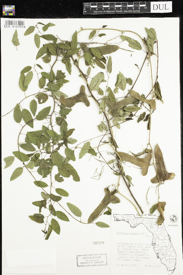 Berchemia scandens image
