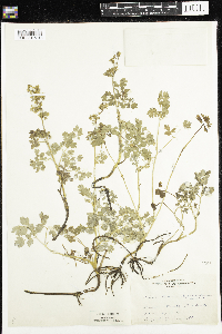 Thalictrum venulosum image