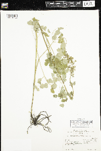 Media resource of Allium schoenoprasum