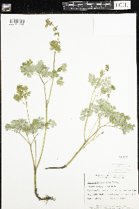 Thalictrum venulosum image