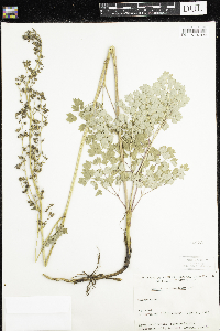 Thalictrum venulosum image