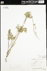 Thalictrum venulosum image