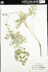 Thalictrum venulosum image