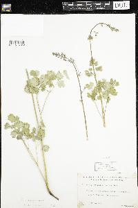Thalictrum venulosum image