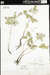 Thalictrum venulosum image