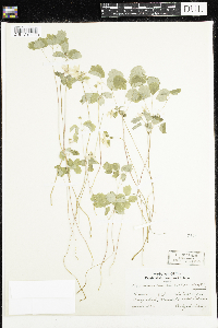 Thalictrum thalictroides image
