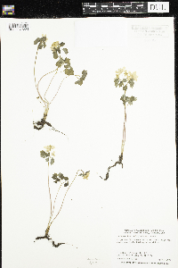 Thalictrum thalictroides image