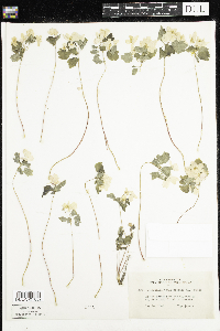 Thalictrum thalictroides image