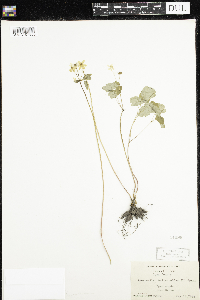 Thalictrum thalictroides image