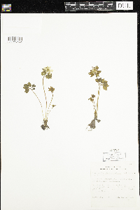 Thalictrum thalictroides image