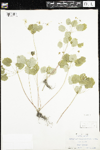 Thalictrum thalictroides image
