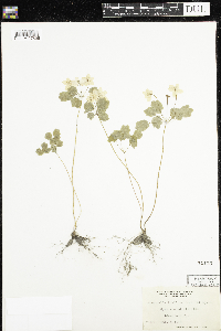 Thalictrum thalictroides image