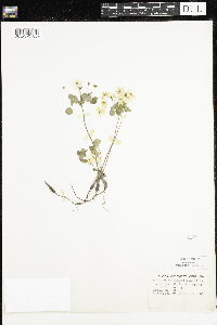 Thalictrum thalictroides image