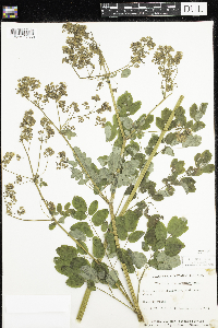 Thalictrum pubescens image