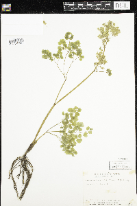 Thalictrum dioicum image