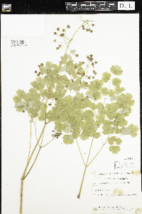 Thalictrum dioicum image