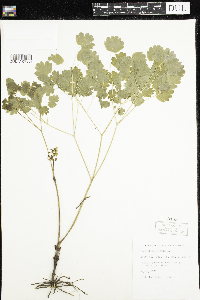 Thalictrum dioicum image