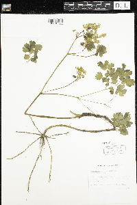 Thalictrum dioicum image