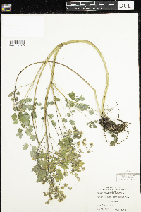 Thalictrum dioicum image