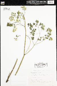 Thalictrum dioicum image