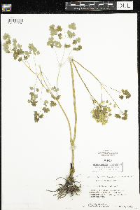 Thalictrum dioicum image