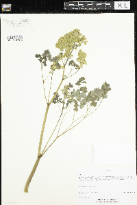 Thalictrum dioicum image