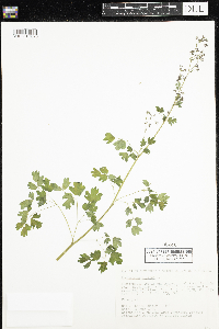 Thalictrum dioicum image