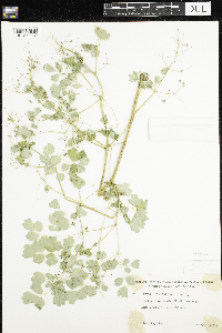 Thalictrum dasycarpum image