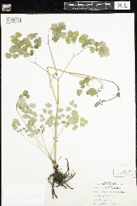 Thalictrum dioicum image