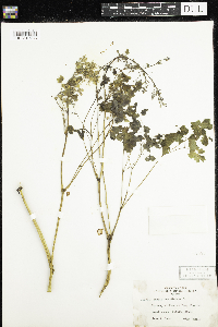 Thalictrum dioicum image