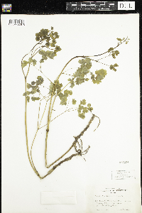 Thalictrum dioicum image