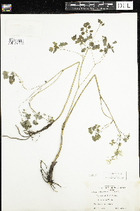 Thalictrum dioicum image