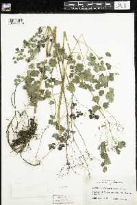 Thalictrum dioicum image