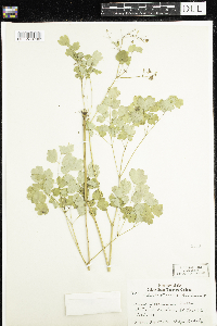 Thalictrum dioicum image