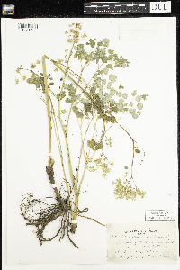 Thalictrum dioicum image