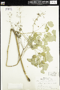 Thalictrum dioicum image