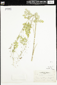 Thalictrum dioicum image