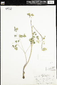 Thalictrum dioicum image