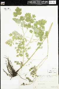 Thalictrum dioicum image