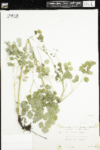 Thalictrum dioicum image