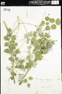 Thalictrum dioicum image